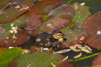 Close-up of frog in pond