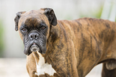 Close-up of boxer dog