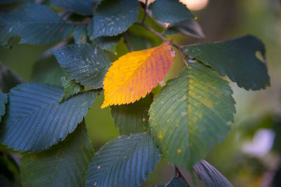 Close-up of green leaves on plant