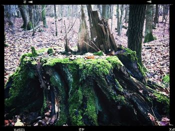 Trees growing in forest