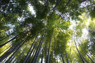 Low angle view of trees in forest