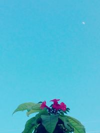 Low angle view of flowers against clear sky