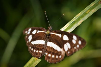 Close-up of common sailor butterfly on the blade of grass