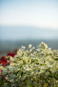 Close-up of flowering plant by sea against sky