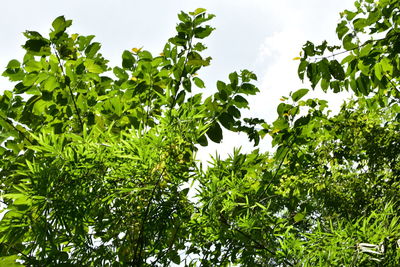 Low angle view of trees against sky