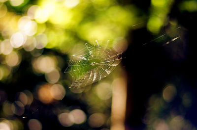 Close-up of spider on web
