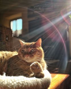 Close-up portrait of cat