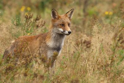 Side view of fox standing by plants on field