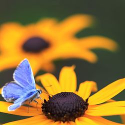 Close-up of butterfly pollinating on flower