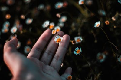 Close-up of cropped hand touching flower