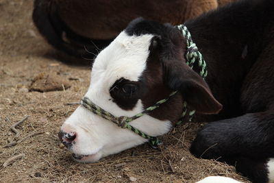 High angle view of dog relaxing on field