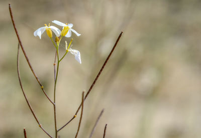 Close-up of flower against blurred background