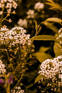 Close-up of white flowering plant on field