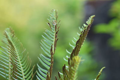 Close-up of pine tree