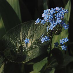 Close-up of purple flowers blooming