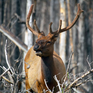 Close-up of elk looking away standing in forest