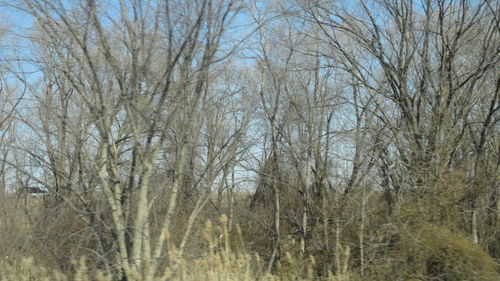 Low angle view of bare trees against sky