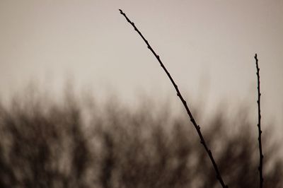 Close-up of plants