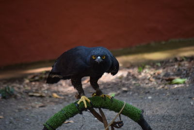 Close-up of a bird