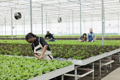 Rear view of man working in greenhouse