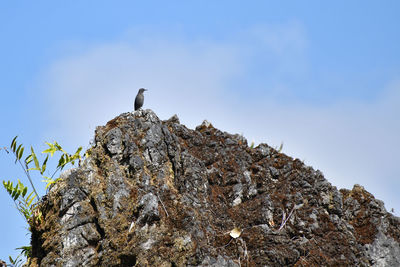 Low angle view of bird perching on rock