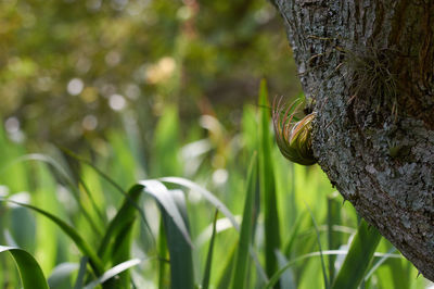 Close-up of leaf on tree trunk