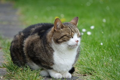 Cat lying on grass