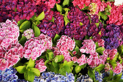 High angle view of pink flowering plants