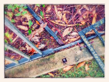 High angle view of plants during autumn