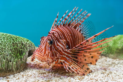 Close-up of fishes swimming in sea