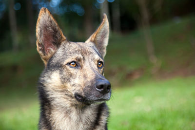 Close-up portrait of a dog on field