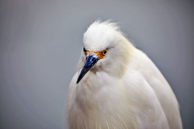 Close-up of a bird