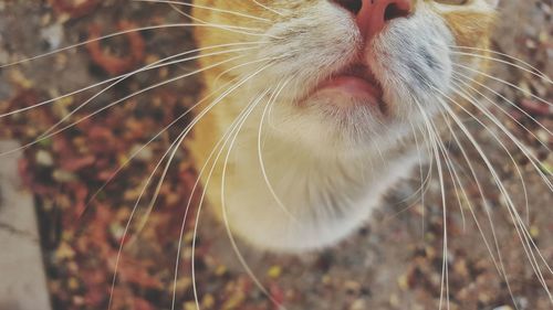 Close-up of cat