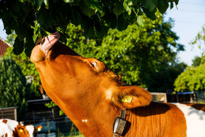 Close-up of a horse in the tree