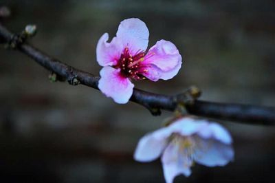 Close-up of pink flower on tree