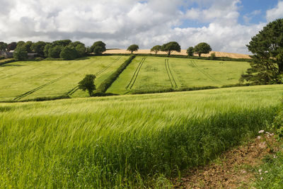 Scenic view of agricultural field against sky
