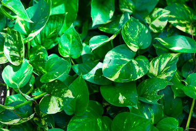 Full frame shot of green leaves