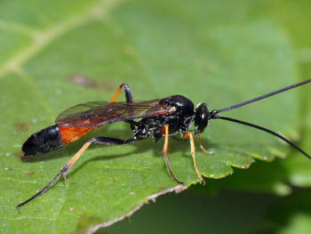 Close-up of insect on leaf