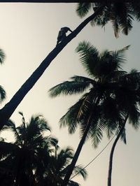 Low angle view of palm tree against clear sky