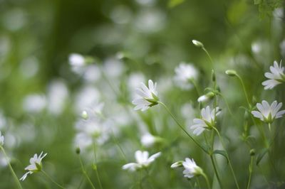 Close-up of white flowering plants on field