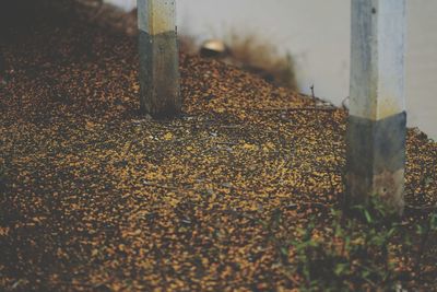 Close-up of wood