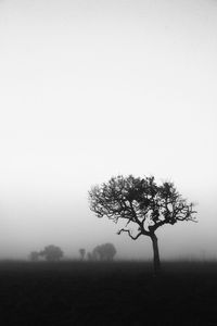 Tree on field against clear sky