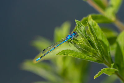 Close-up of damselfly on plant