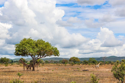 Wild african giraffes in mikumi national park in tanzania in africa on safari