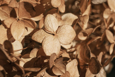 Beautiful dry flowers. dried hydrangea petals close up. stylish poster, soft focus