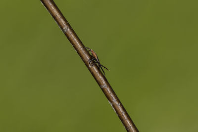 Close-up of insect on twig