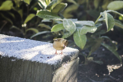 Close-up of bird perching on plant