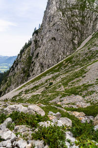 Plants growing on rocks against sky