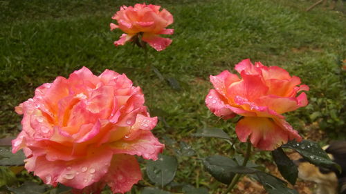 Close-up of pink rose plant