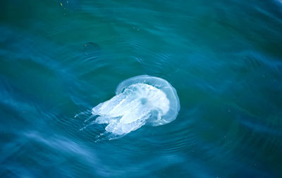 High angle view of jellyfish in sea